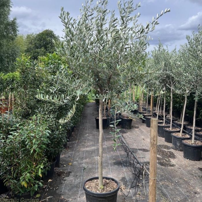 Olea europaea olíva fa - 2 méter - Image 2