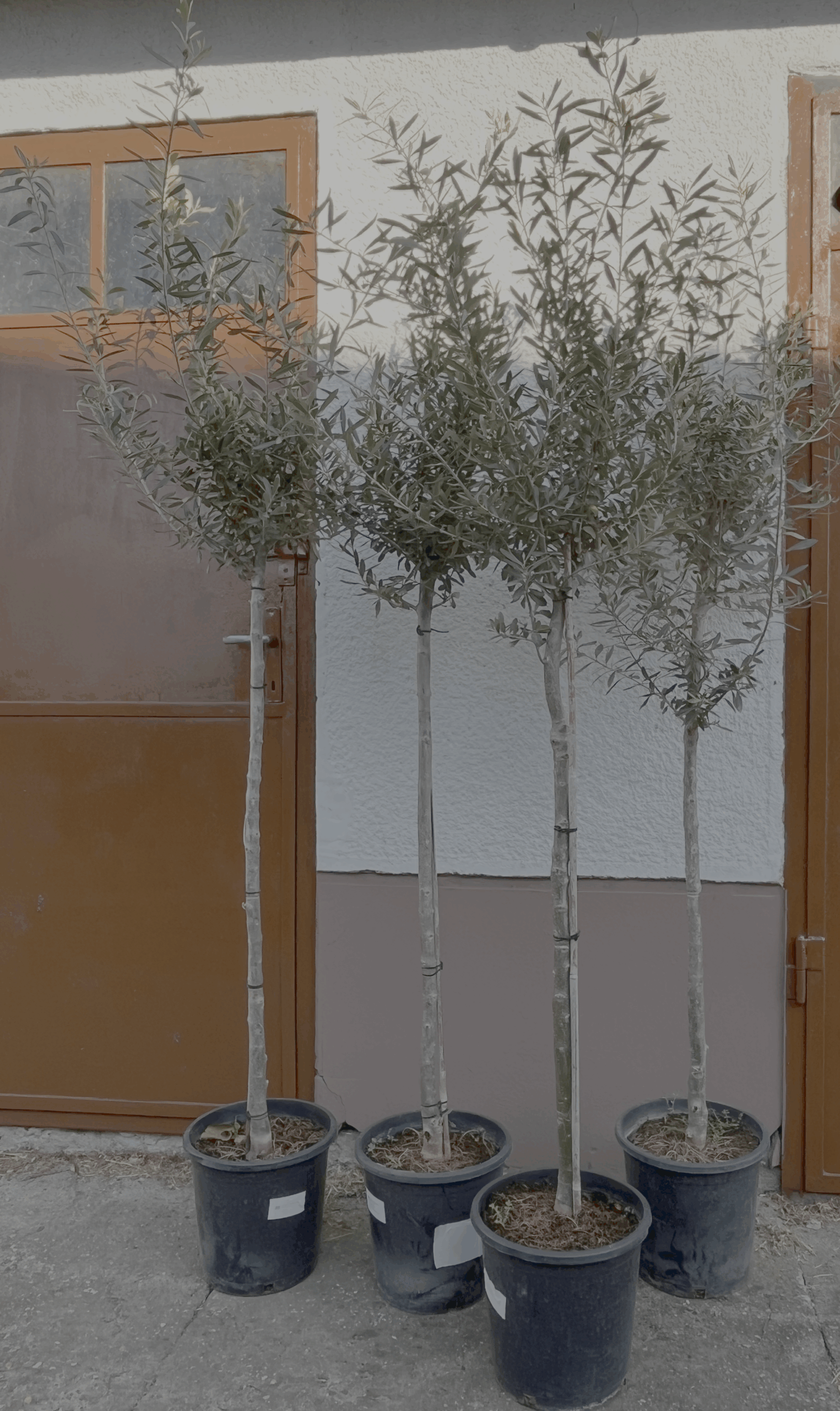 Olea europaea olíva fa - 2 méter - Image 3