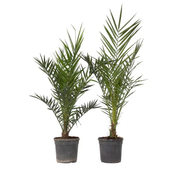 Phoenix canariensis – Kanári datolyapálma, 250 cm - Image 2