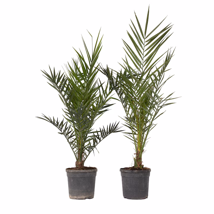 Phoenix canariensis – Kanári datolyapálma, 250 cm - Image 2