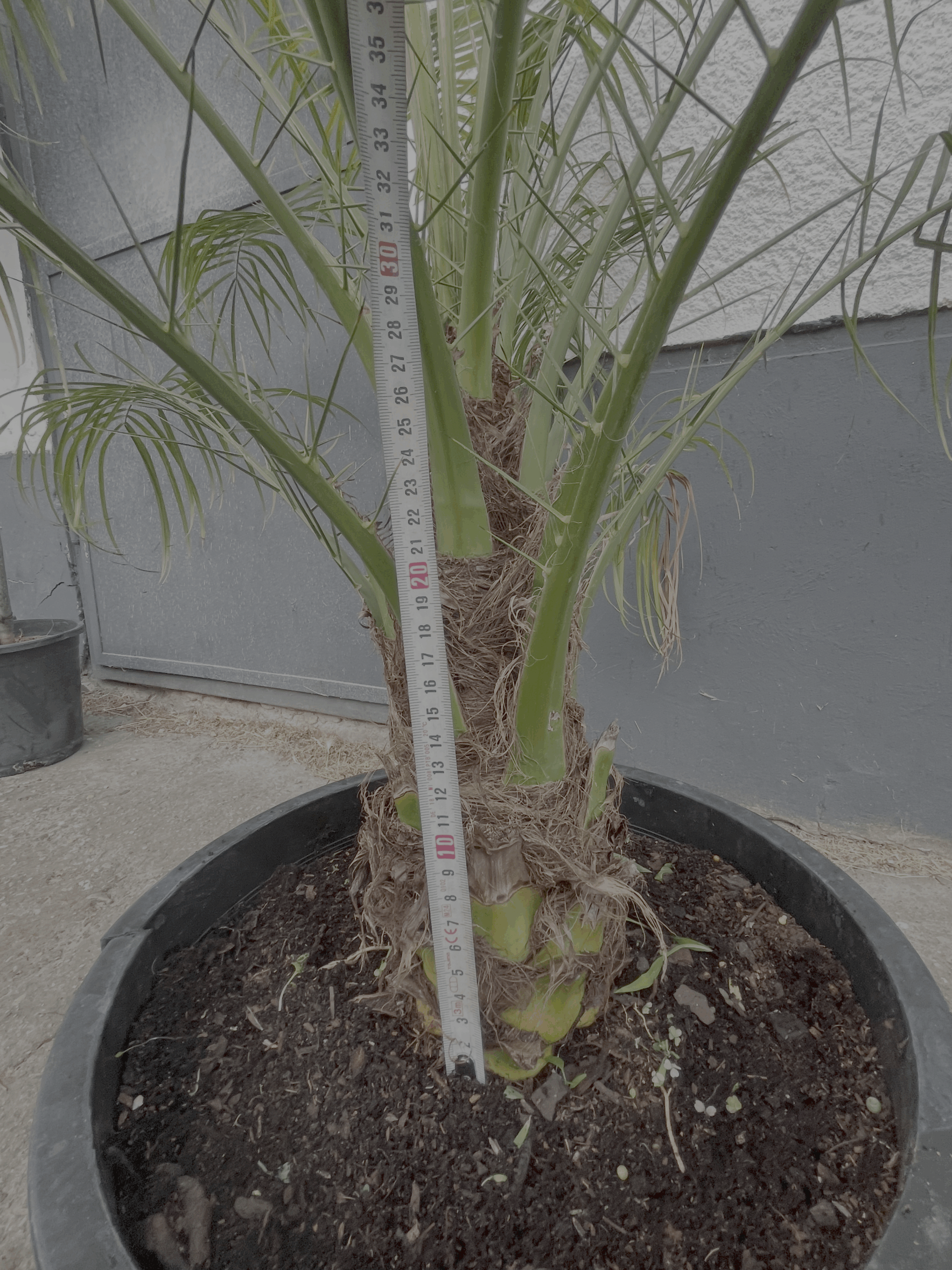 Phoenix roebelenii – Törpe datolyapálma - Image 2