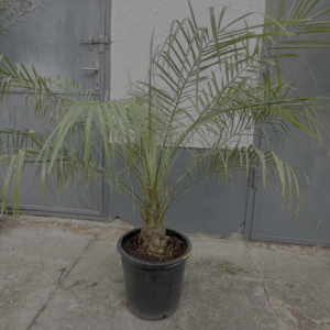 Phoenix roebelenii – Törpe datolyapálma