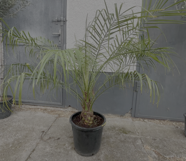 Phoenix roebelenii – Törpe datolyapálma