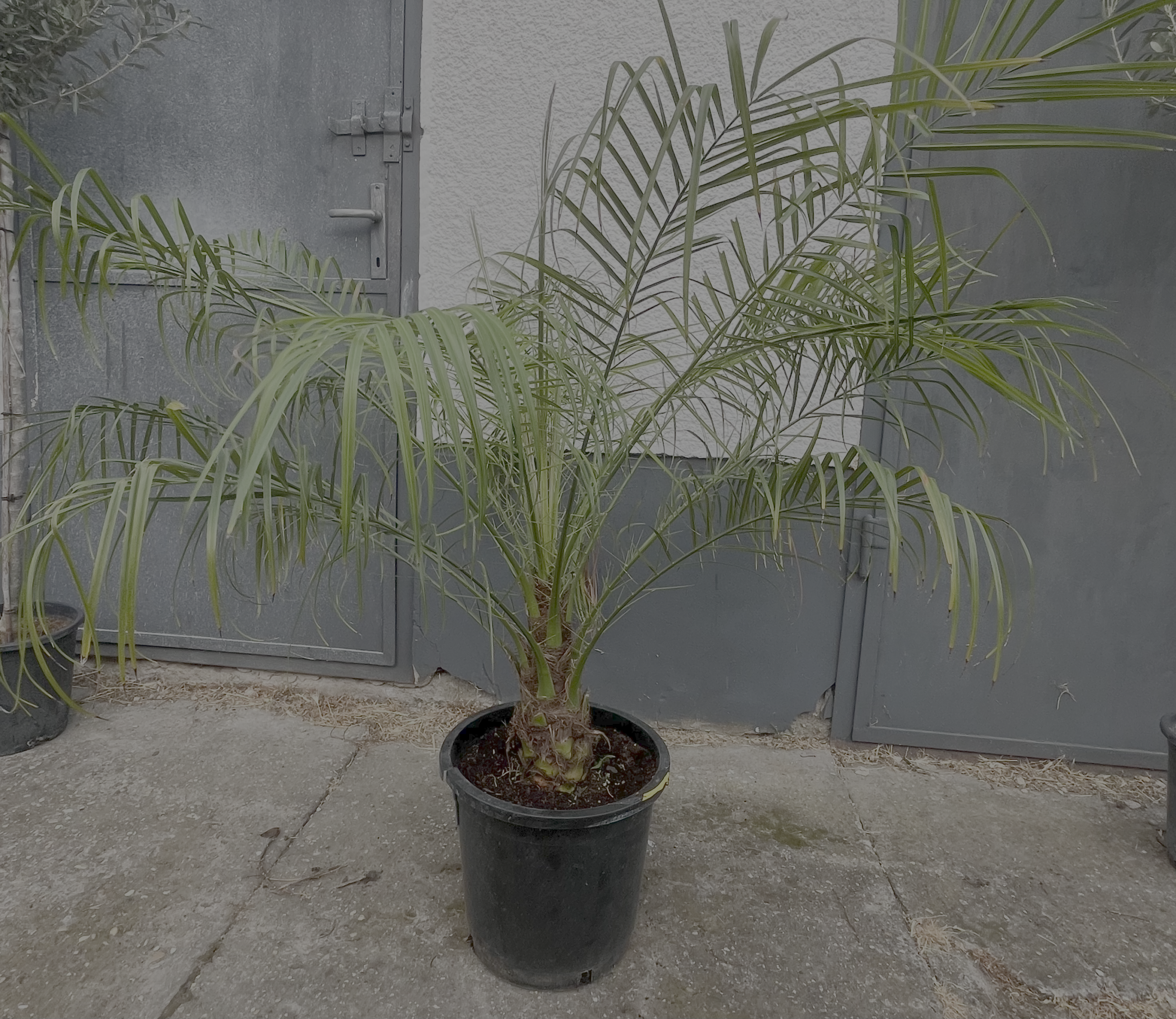 Phoenix roebelenii – Törpe datolyapálma
