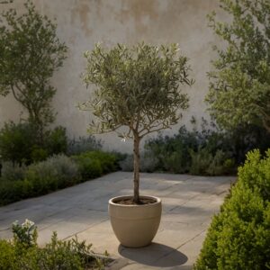 Olea europaea olíva fa - 2 méter