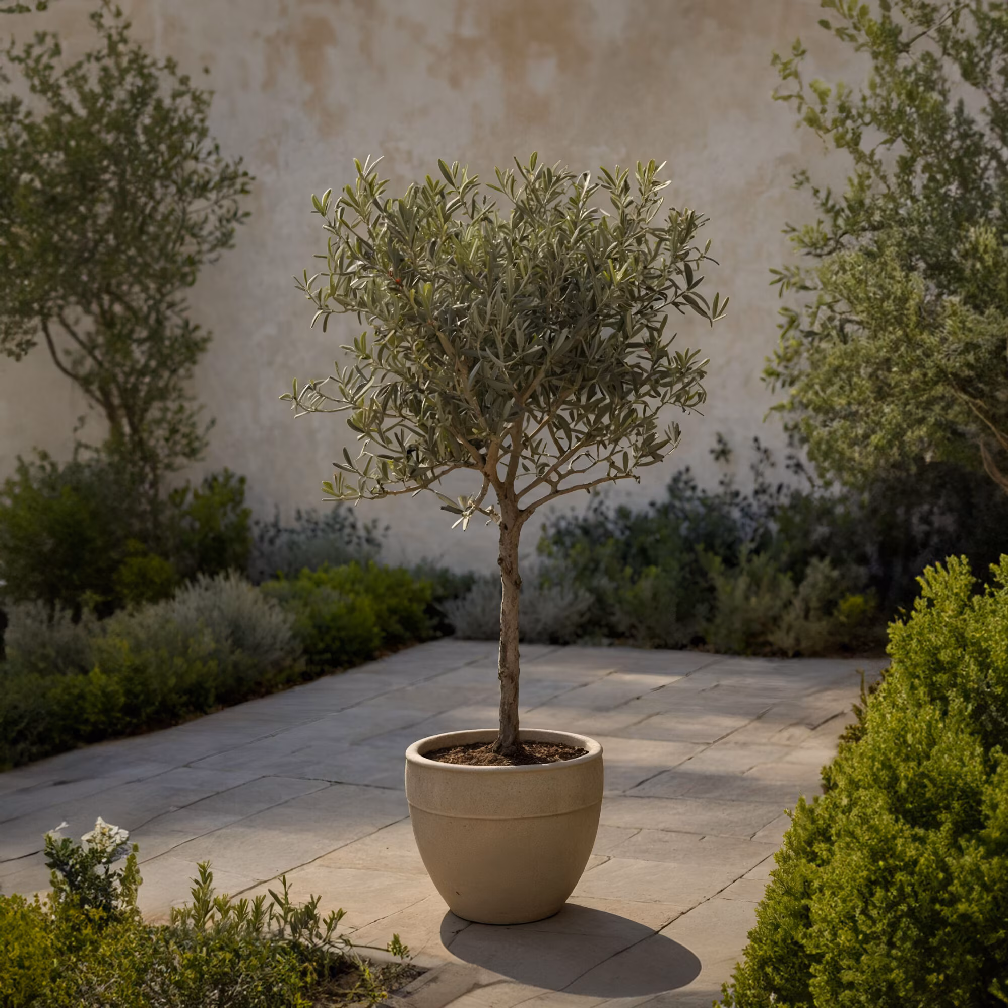 Olea europaea olíva fa - 2 méter